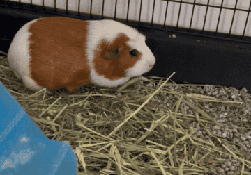 Guinea Pig