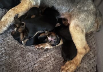 For SALE Yorkie puppies