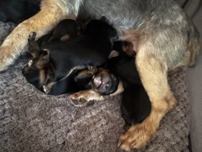 For SALE Yorkie puppies