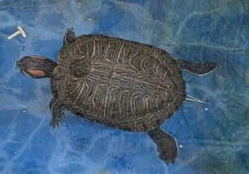 Red eared slider turtles for rehoming.