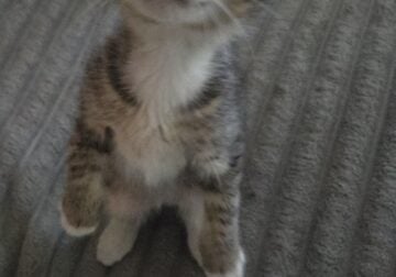 Kittens!!!!