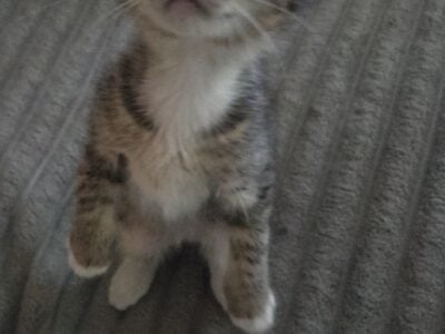 Kittens!!!!