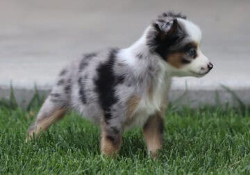 Lavern’s Blue Merle Female