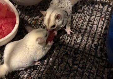 Sugar Gliders, Colony of 4