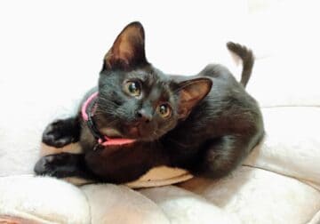 Jody, playful black kitten