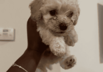 Cavapoo/maltipoo