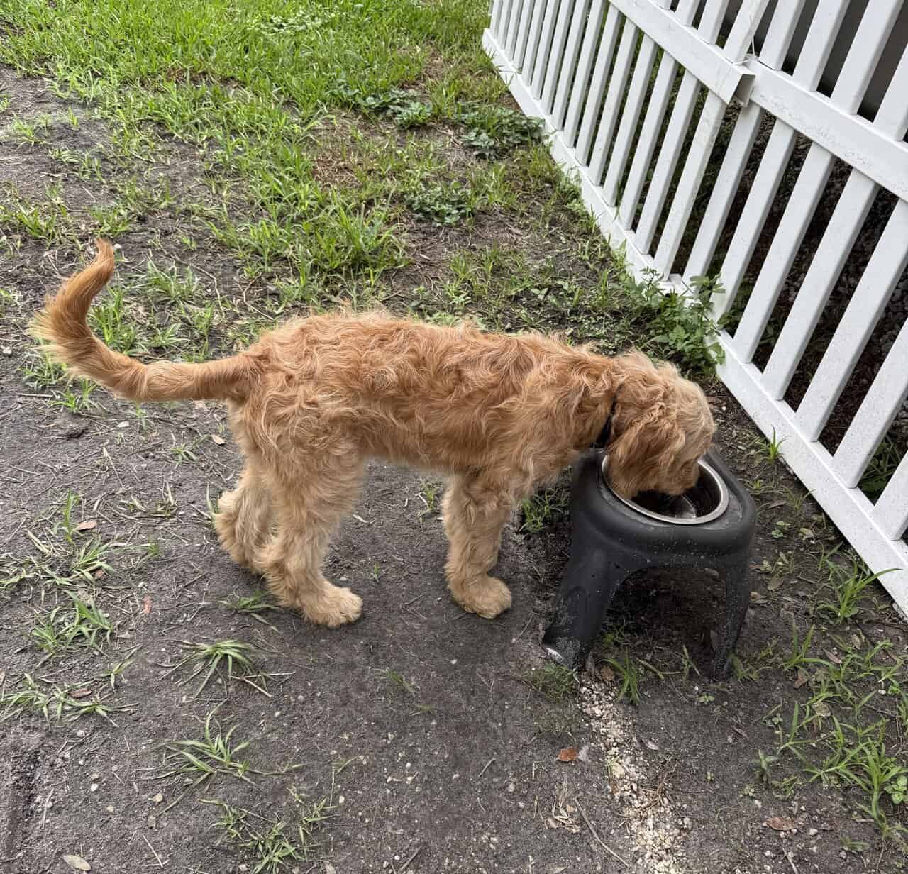 Goldendoodle Puppy - Golden Nugget image 3