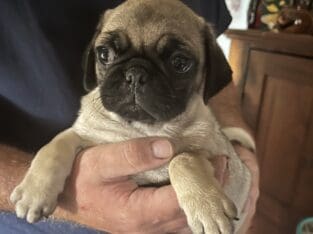 Pug puppy