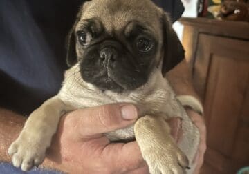 Pug puppy