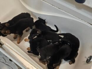 German shepherd pups