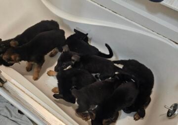German shepherd pups