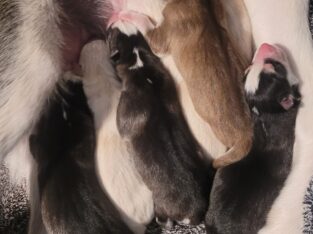 Siberian Husky for Sale