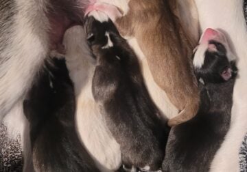 Siberian Husky for Sale