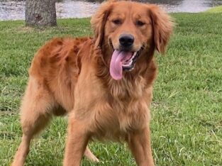 Golden Retriever for stud