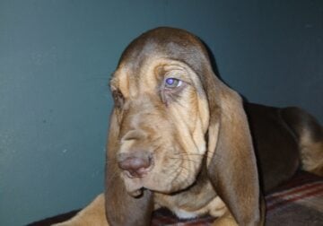 Bloodhound puppies