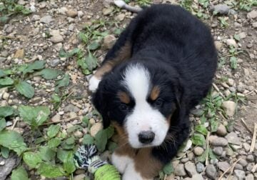 AKC Bernese Mountain Dog Litter