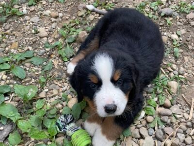 AKC Bernese Mountain Dog Litter