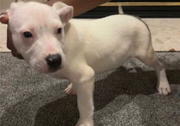 3 Male Jackpit Puppies
