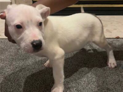 3 Male Jackpit Puppies