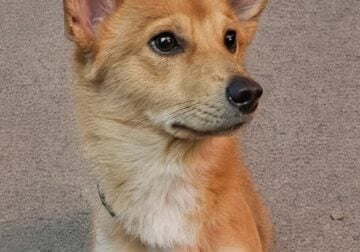 Doggie for sale