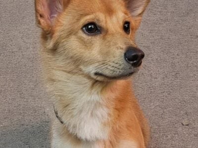 Doggie for sale