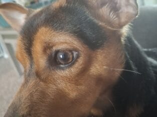 Chiweenie for Sale
