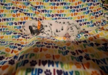 Bill. Male dalmation
