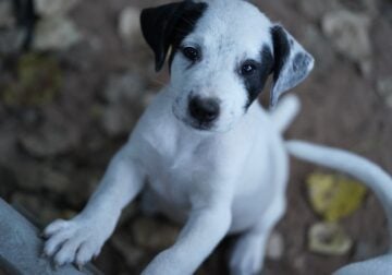Terrier puppies