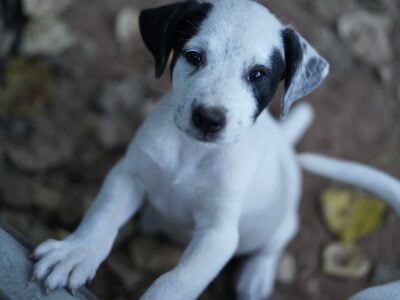 Terrier puppies