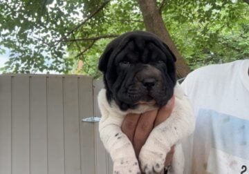 Chinese Shar pei