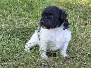 Lilly
