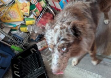 merle Australian shepherd