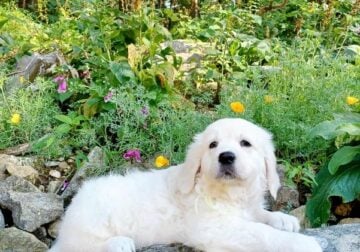 Golden Retriever – English Cream