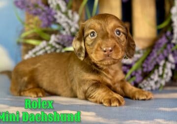 Rolex Male Mini Dachshund