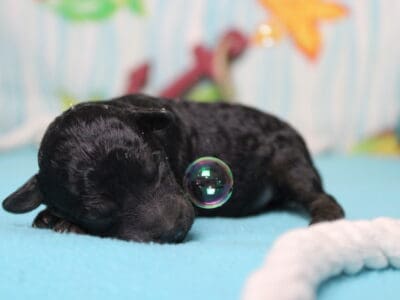 AKC Toy Poodle Jimmy