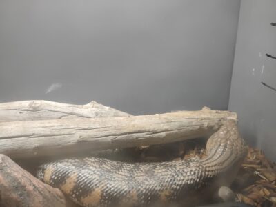 High Black Blue Tongue Skinks