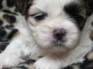 Male Shih-tzu