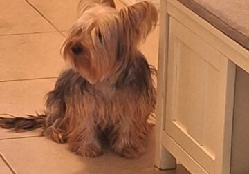 Male Yorkie