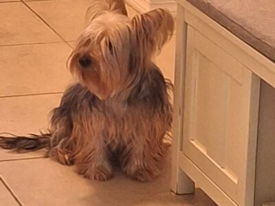 Male Yorkie