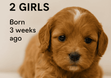 🌟 Cavapoo Puppies — Now Taking Deposits! 🌟