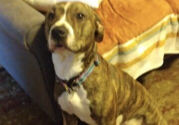 Catahoula Bulldog- Free to a good home