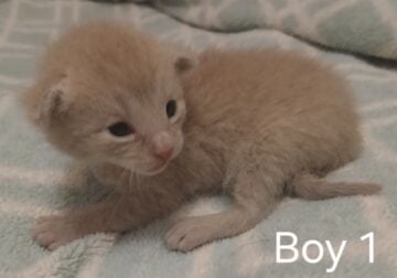 Baby kittens