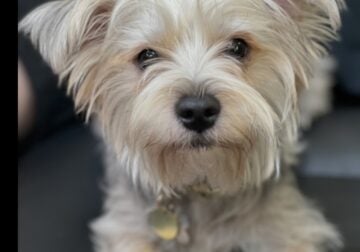 Yorkie