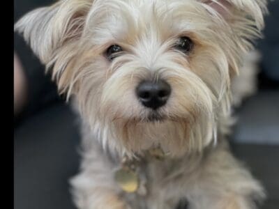 Yorkie