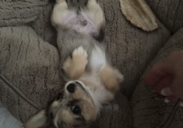 LH Chihuahua – Deebo