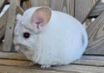 chinchillas free to good home