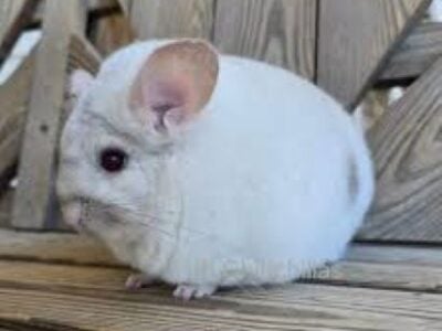 chinchillas free to good home