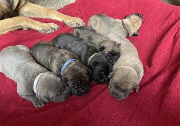 ICCF Cane Corso Puppies