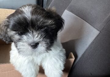 Adorable Shih Tzu puppy