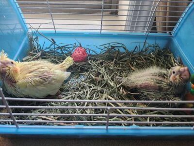Baby cockatiels ready for handfeeding